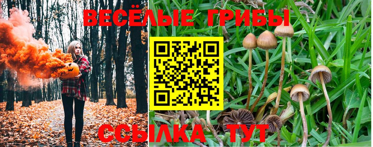 Псилоцибиновые грибы Psilocybe Ангарск